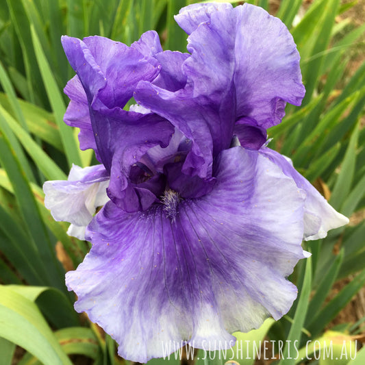 Falcon Pride - Tall Bearded Iris