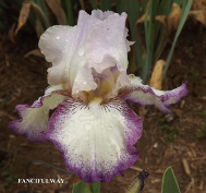 Fanciful Way - Tall Bearded Iris