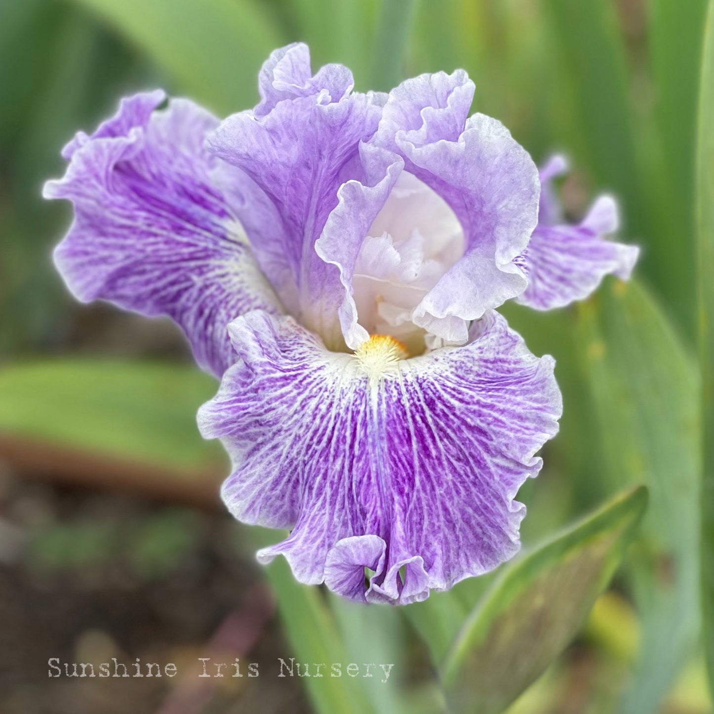Fancy Dress - Tall Bearded Iris