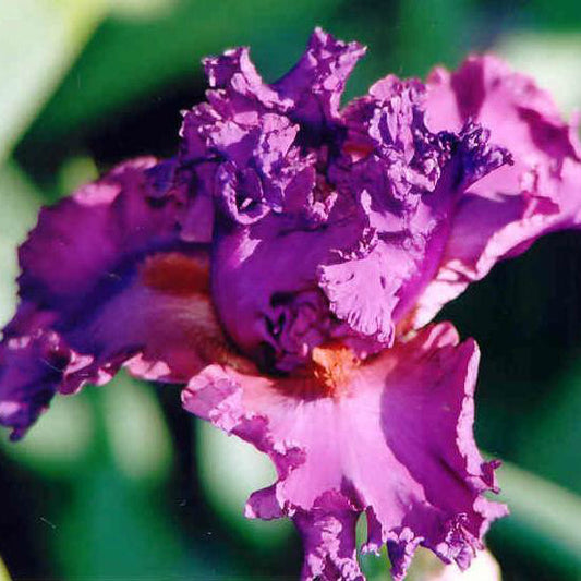 Fashionably Late - Tall Bearded Iris