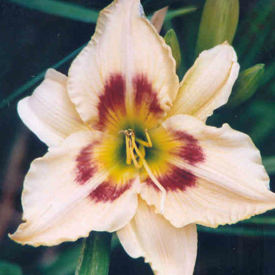 Femme Fatale - Large Daylily