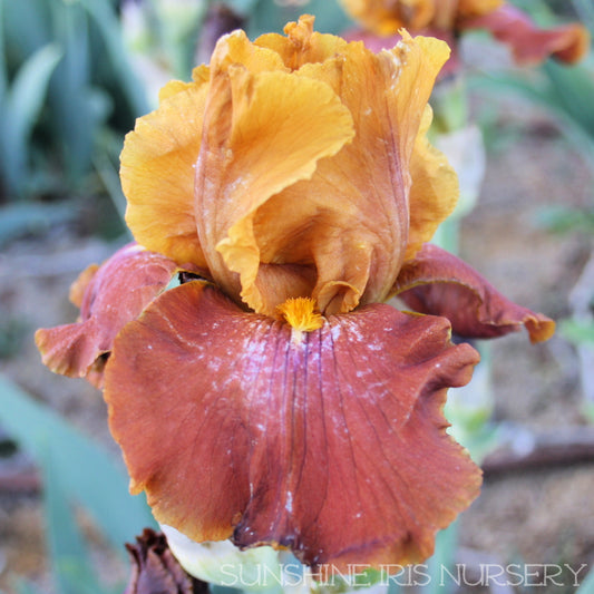 Fit The Bill - Tall Bearded Iris