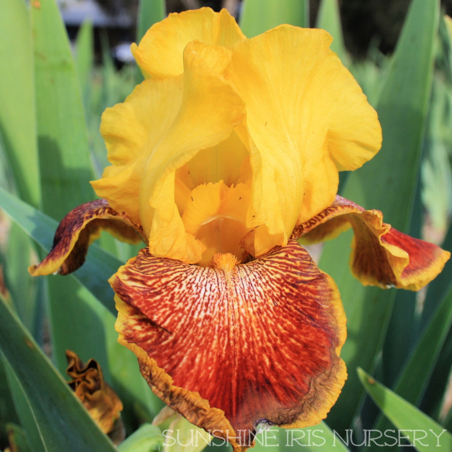 Flamenco Whirl - Tall Bearded Iris