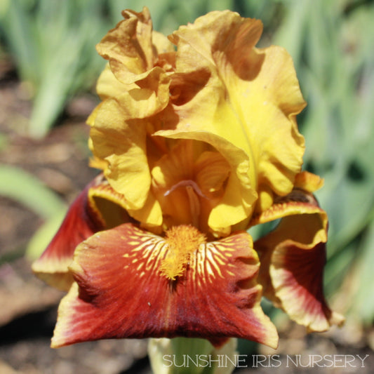 Flaming Banner - Tall Bearded Iris