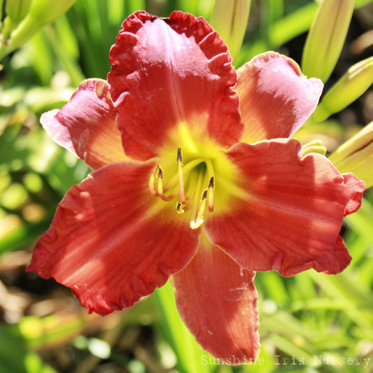 Flapper - Large Daylily