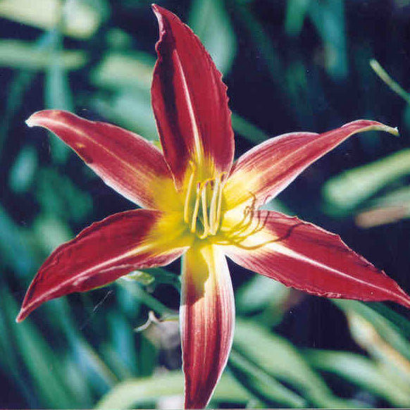 Royal Fly Catcher - Spider Daylily