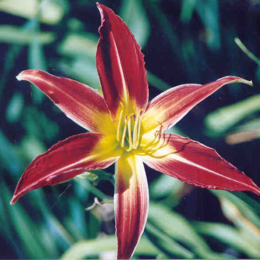 Royal Fly Catcher - Spider Daylily