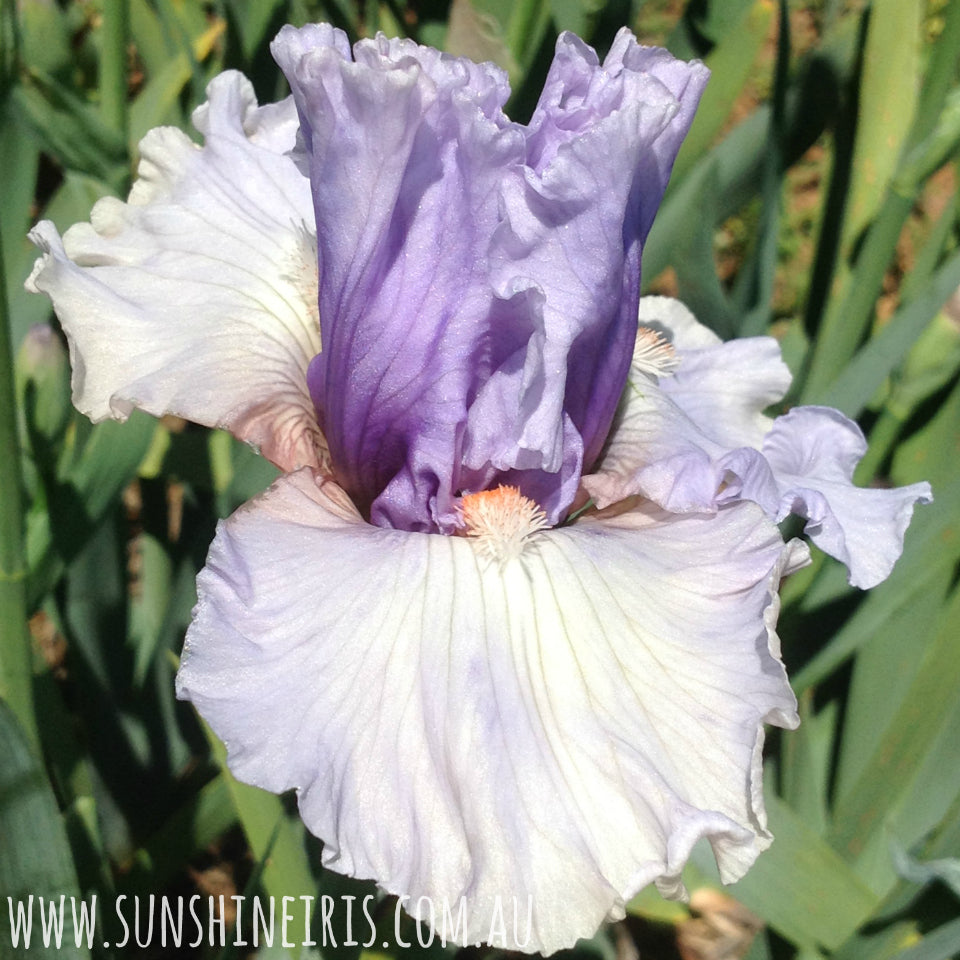 Fogbound - Tall Bearded Iris