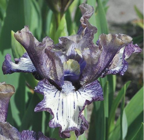 Fool For You - Dwarf Bearded Iris