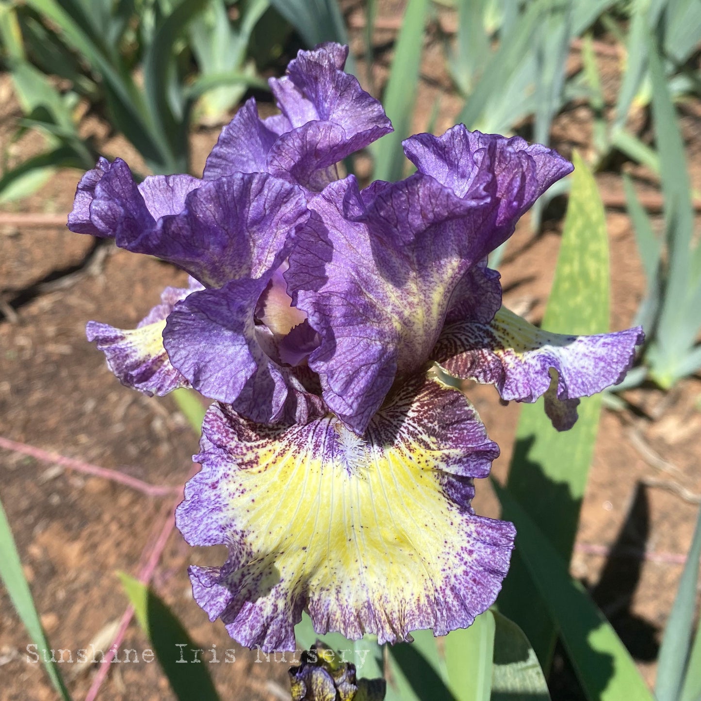 Foolish Dreamer - Tall Bearded Iris