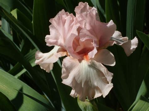 For Lovers Only - Tall Bearded Iris