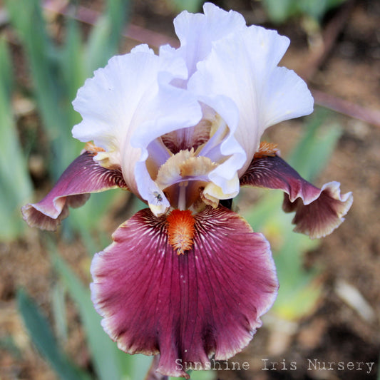Foreign Knight - Tall Bearded Iris