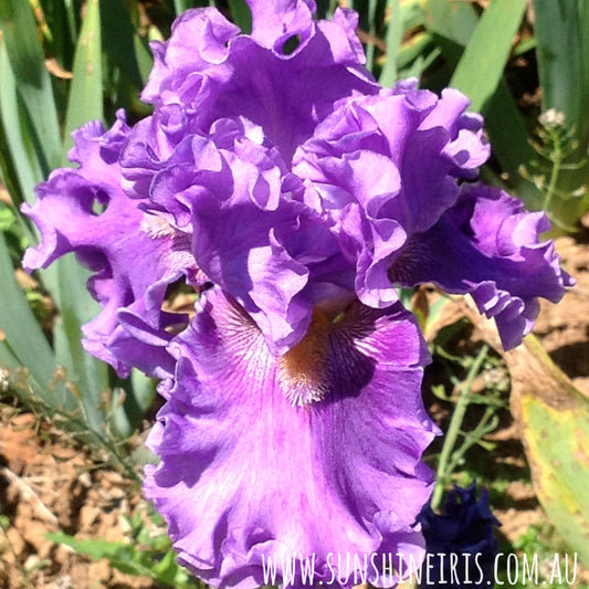 Foreign Scandal - Tall Bearded Iris