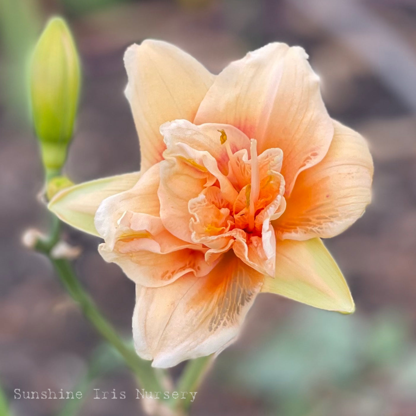 Forty Second Street - Double Daylily