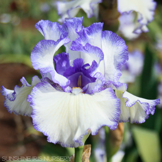 Freedom Song - Tall Bearded Iris