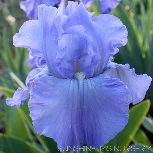 Full Tide - Tall Bearded Iris