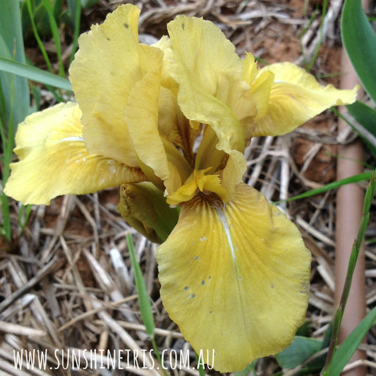 Fuzzy Devil - Dwarf Bearded Iris