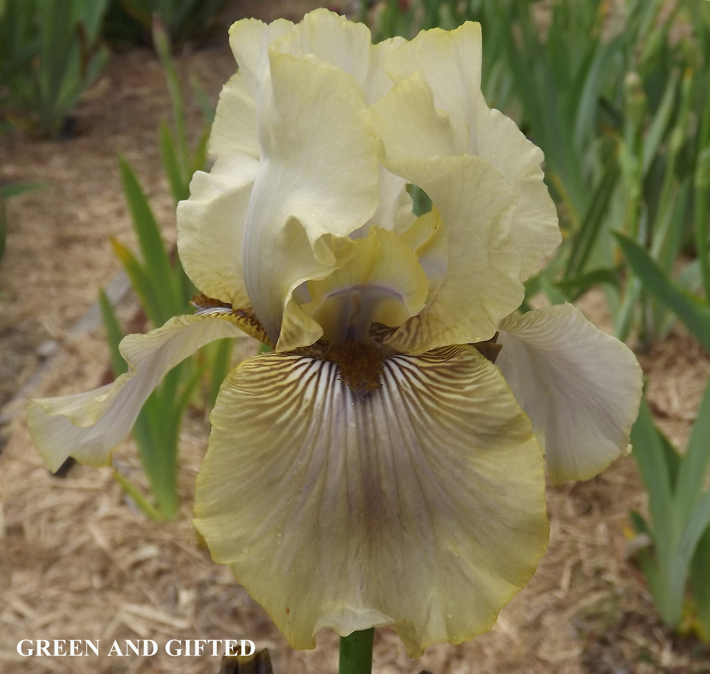 Green and Gifted - Tall Bearded Iris