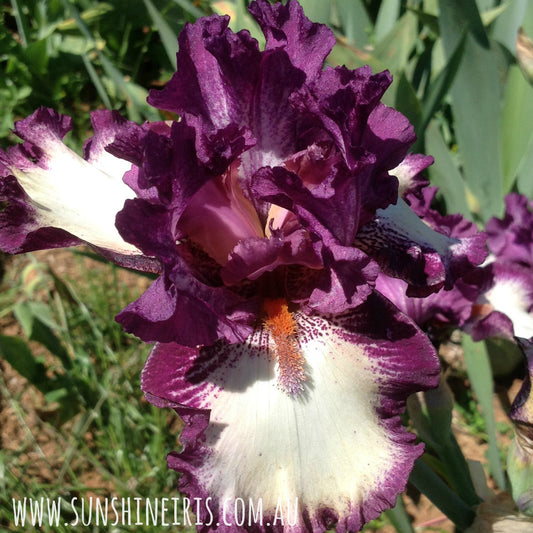 Gallery - Tall Bearded Iris
