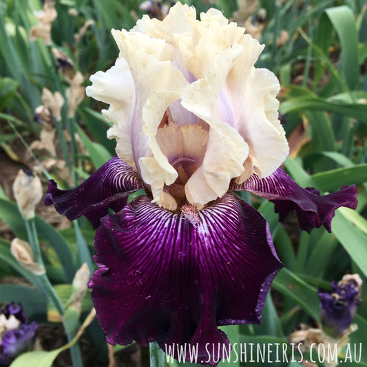 Gates Of Rome - Tall Bearded Iris