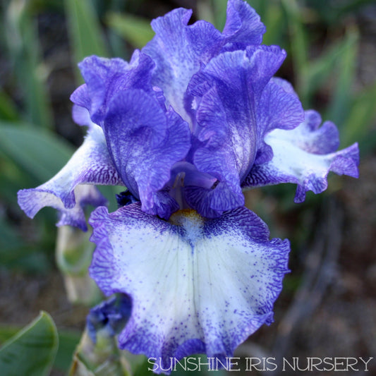 Gentle Rain - Tall Bearded Iris