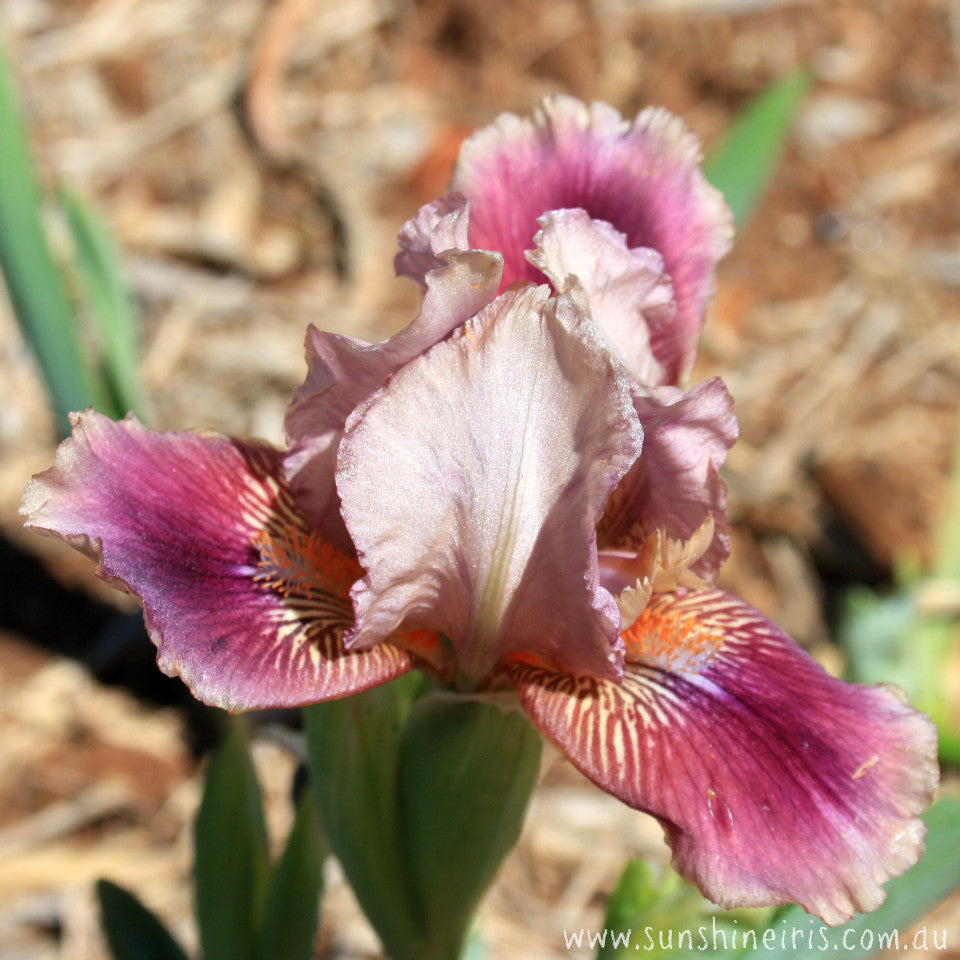 Giggle Pot - Dwarf Bearded Iris