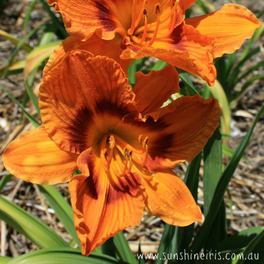 Ginger Jar - Large Daylily