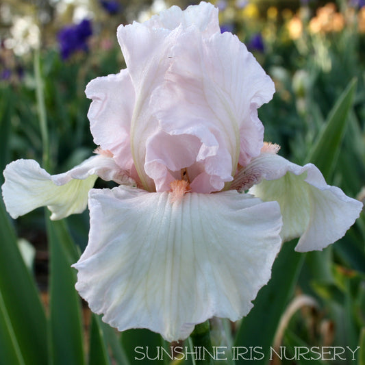 Girls Favourite - Tall Bearded Iris