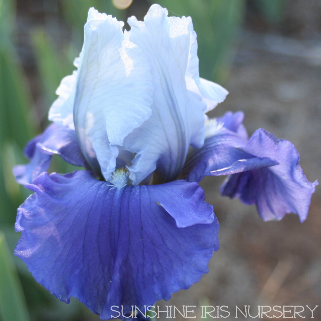 Glistening Icicle - Tall Bearded Iris