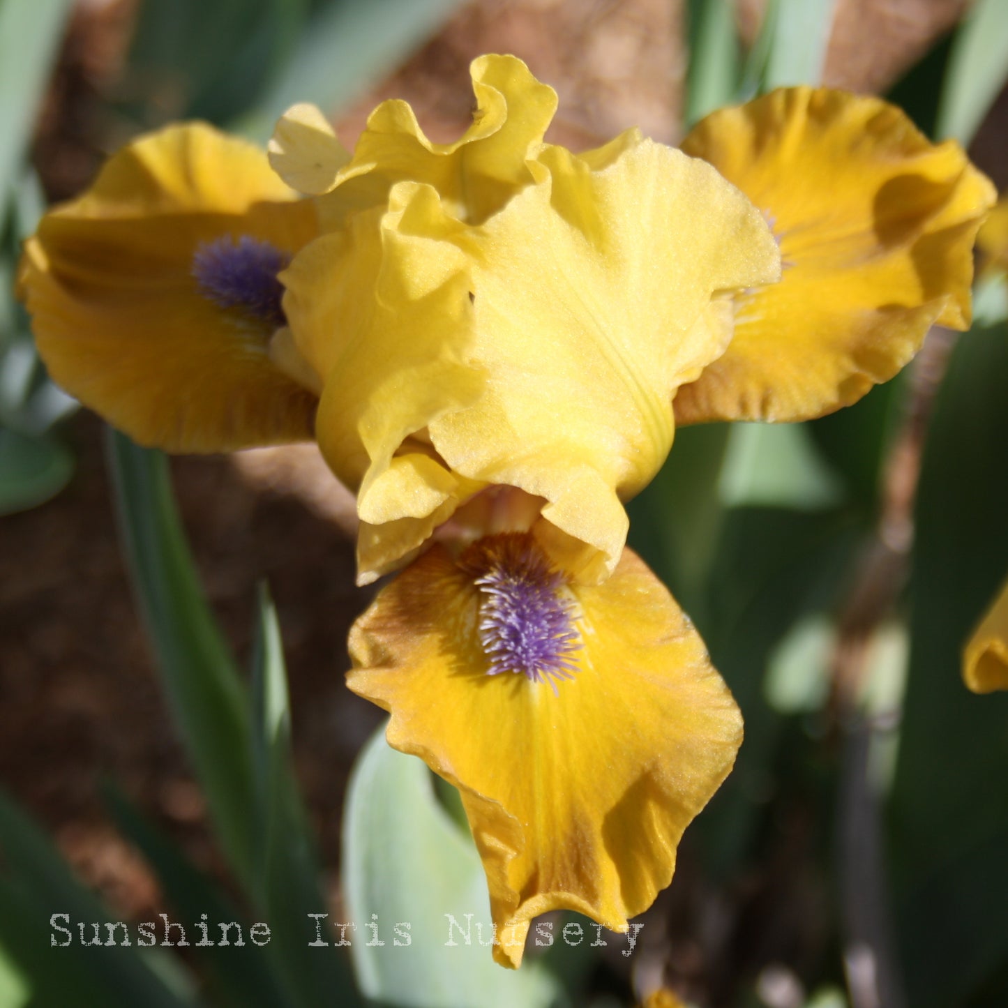 Gossip - Dwarf Bearded Iris