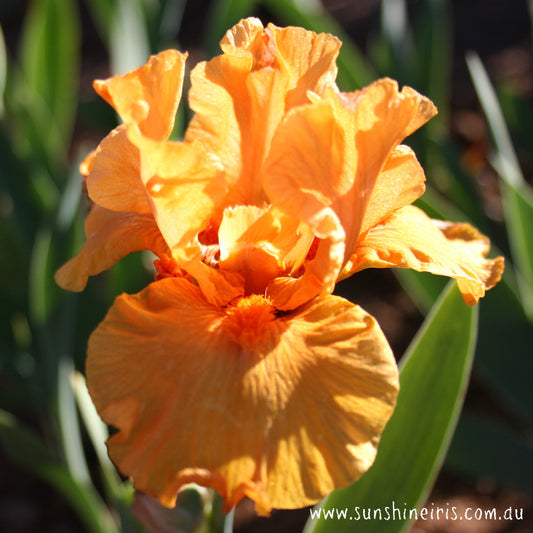 Gratuity - Tall Bearded Iris