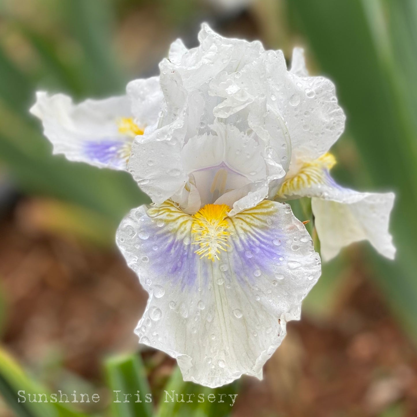 Grindelwald - Median Bearded Iris