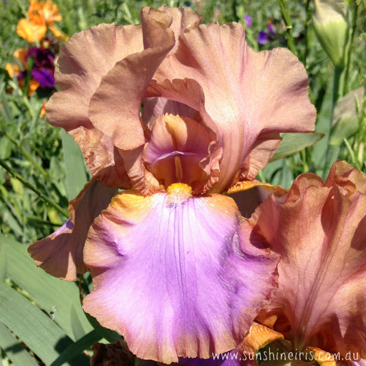 Gypsy Belle - Tall Bearded Iris