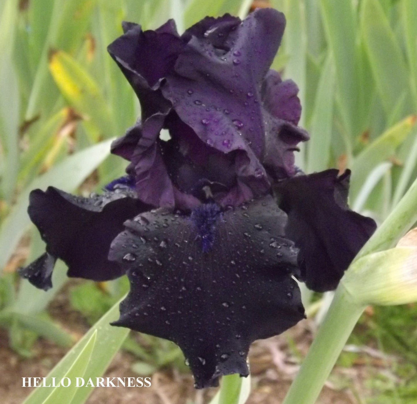 Hello Darkness - Tall Bearded Iris