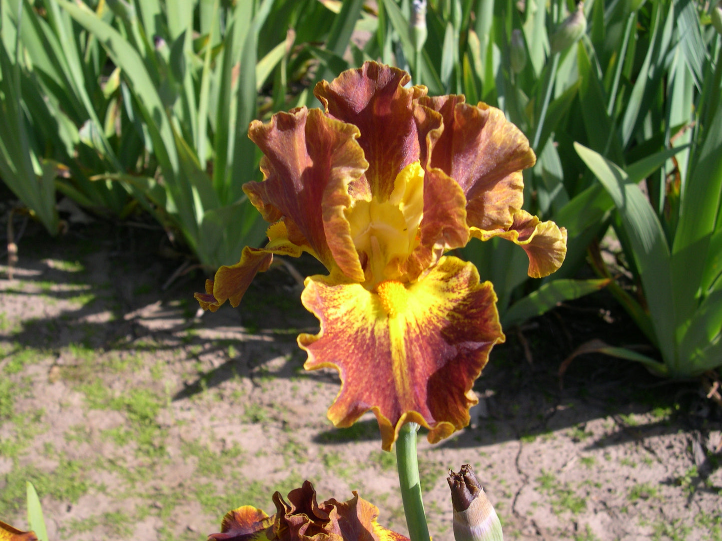 Hot Topic - Median Bearded Iris