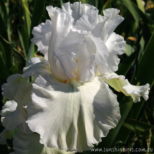 Here's Heaven - Tall Bearded Iris