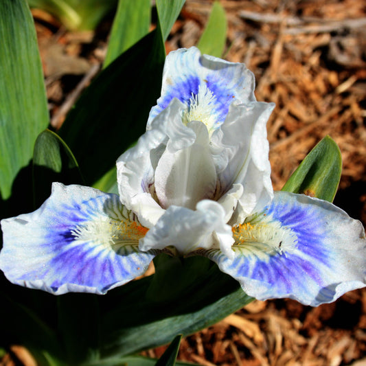 Hi Sailor - Dwarf Bearded Iris