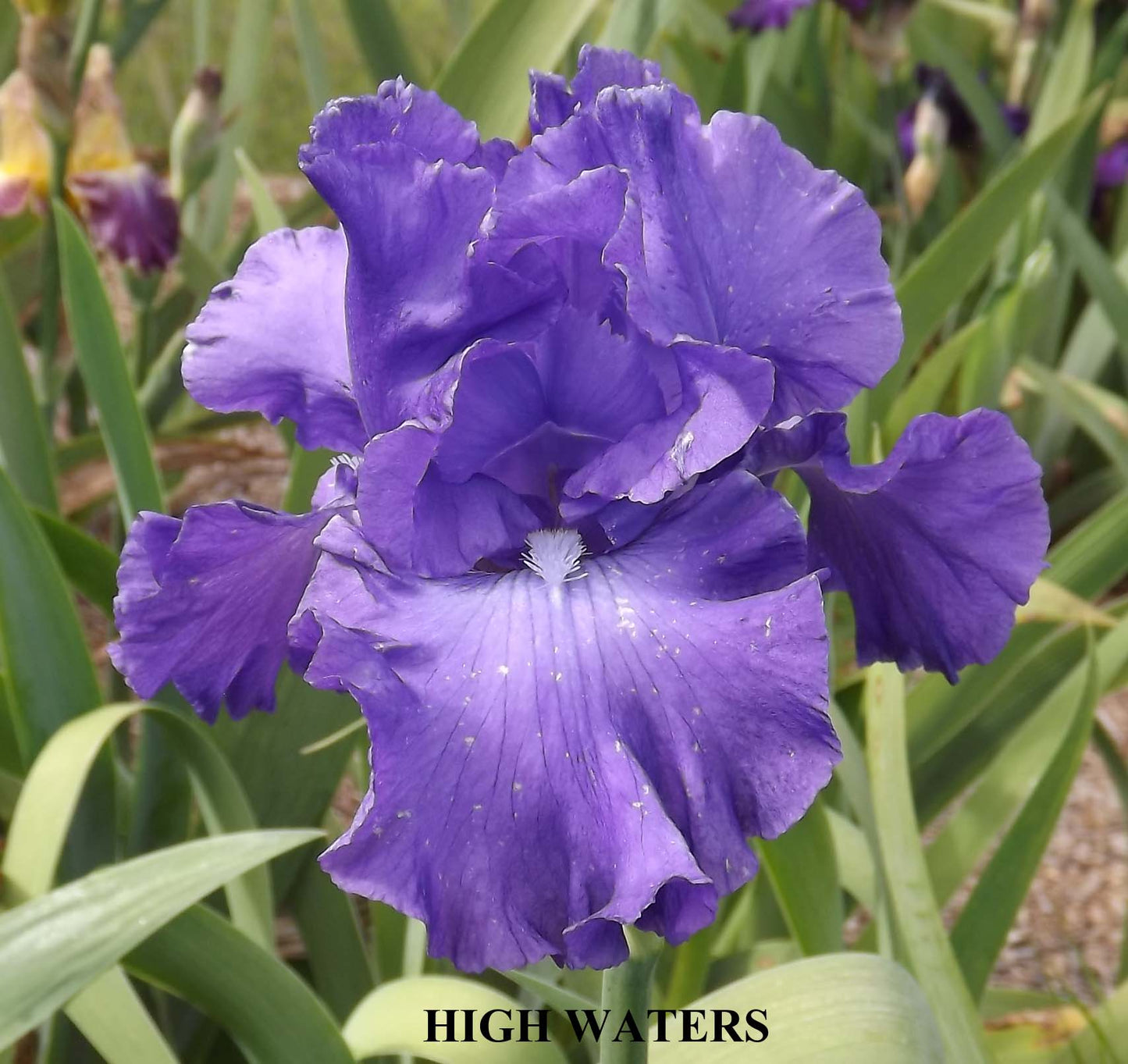 High Waters - Tall Bearded Iris