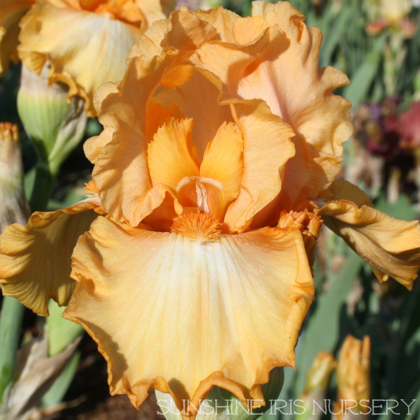 Hills District - Tall Bearded Iris