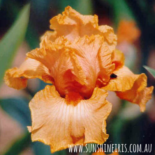 Hindenburg - Tall Bearded Iris