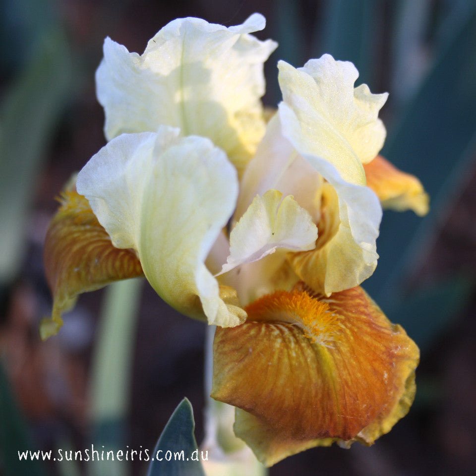 Honey Glazed - Median Bearded Iris