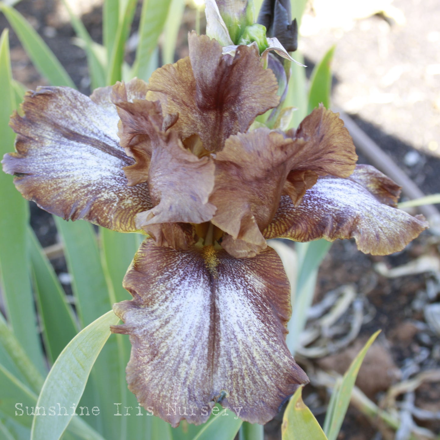 Huckleberry Fudge - Tall Bearded Iris