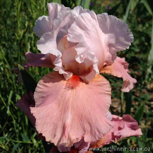 I'm Dreaming - Median Bearded Iris