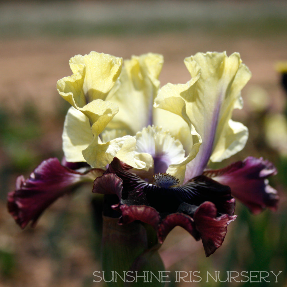 I'm Wicked - Median Bearded Iris