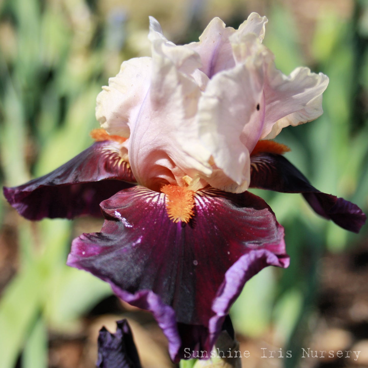 In Tempo - Tall Bearded Iris