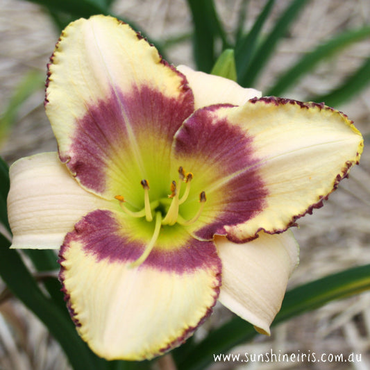 Islesworth - Large Daylily