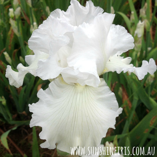 Janets Joy - Tall Bearded Iris