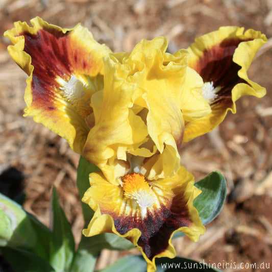 Jazzamatazz - Dwarf Bearded Iris