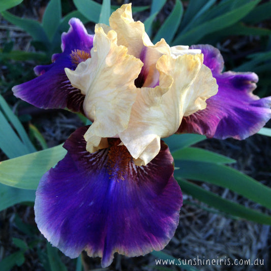 Kadaicha - Median Bearded Iris