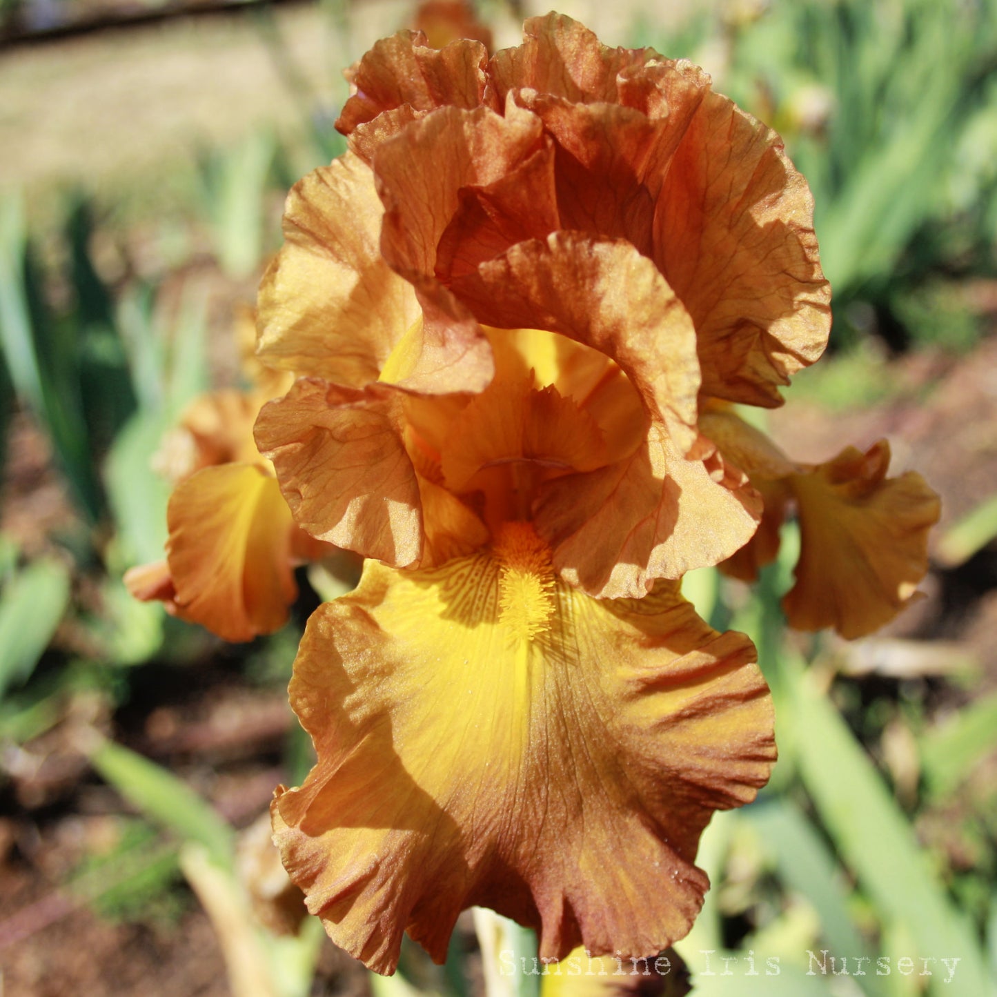 Karaminka - Tall Bearded Iris